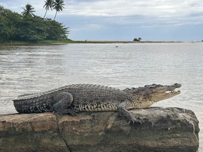 A saltwater crocodile basking on a rock in the Nilwala River, Matara, Sri Lanka