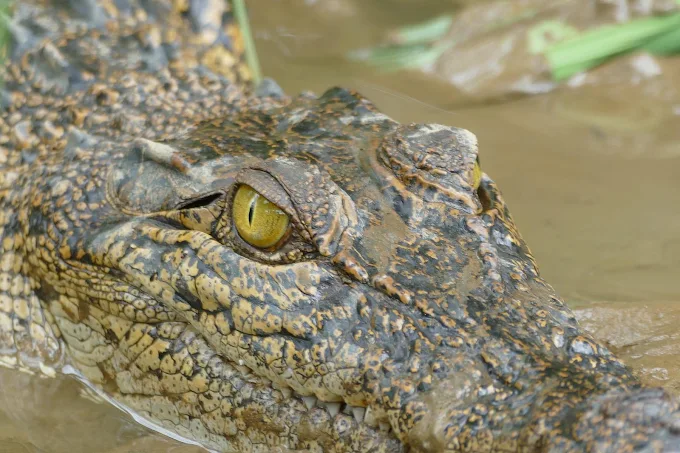 Close-up of a saltwater crocodile's yellow eye