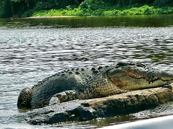 Crocodile resting on a rock at the Nilwala River mouth with coconut palms in the background