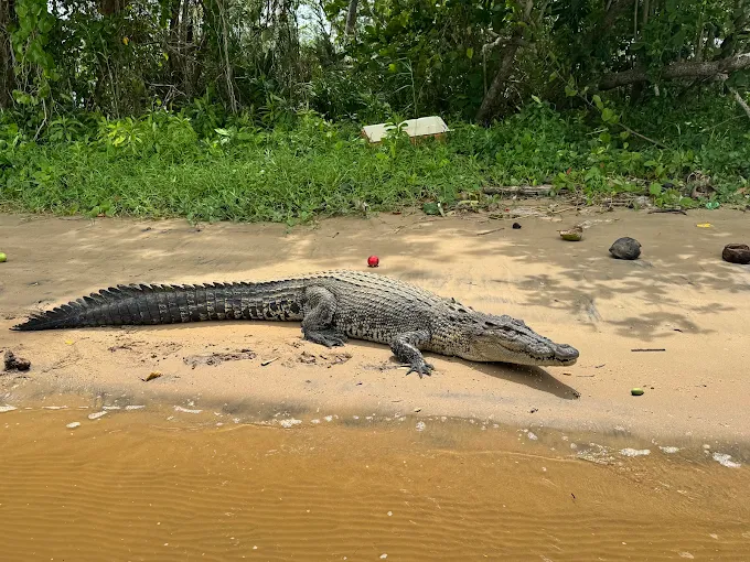 Large saltwater crocodile resting on the sandy bank of the Nilwala River