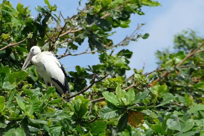 Asian open-billed stork in a tree above the Nilwala