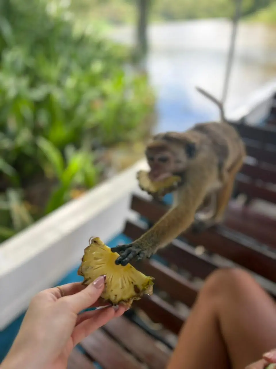 Toque macaque leaping to take a piece of pineapple from a guest's hand