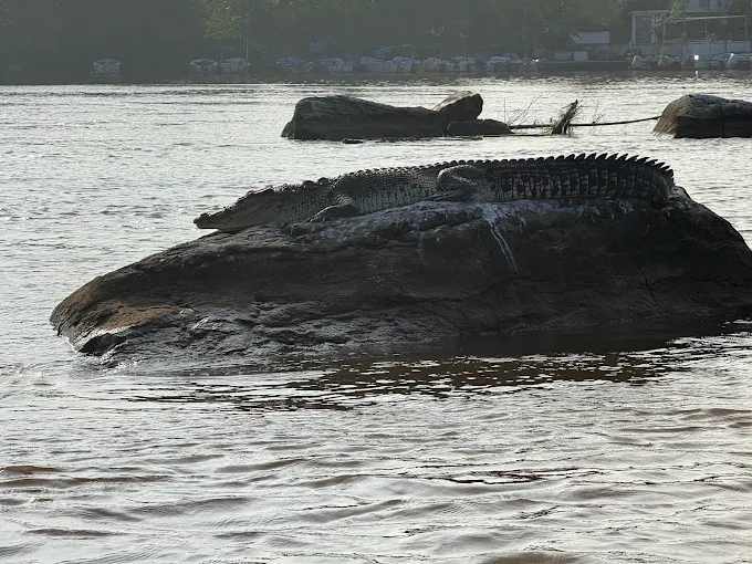 Silhouetted crocodile on a rock at sunset with coconut palms behind
