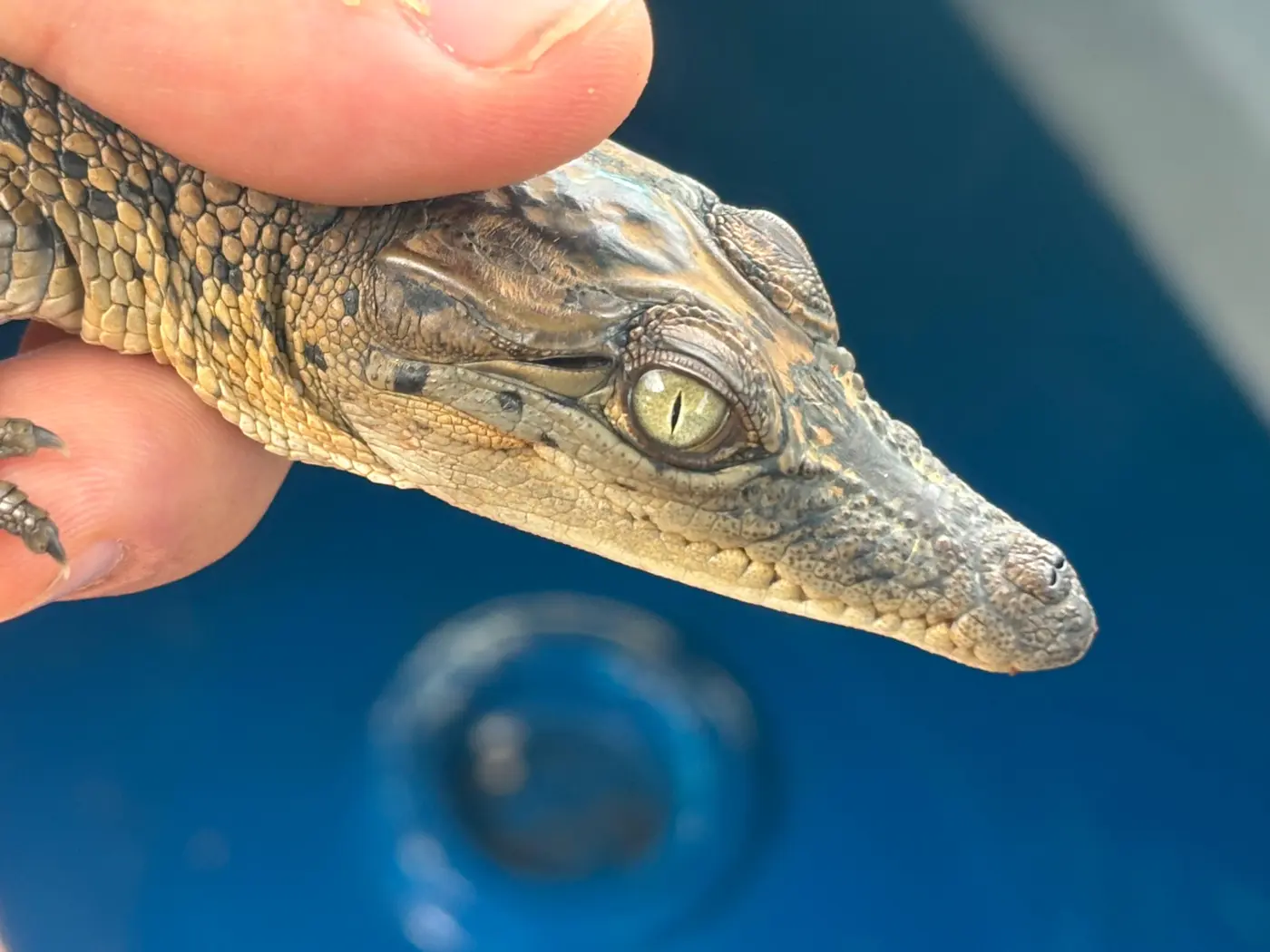 Close-up of a hatchling crocodile's eye and snout held gently in hand