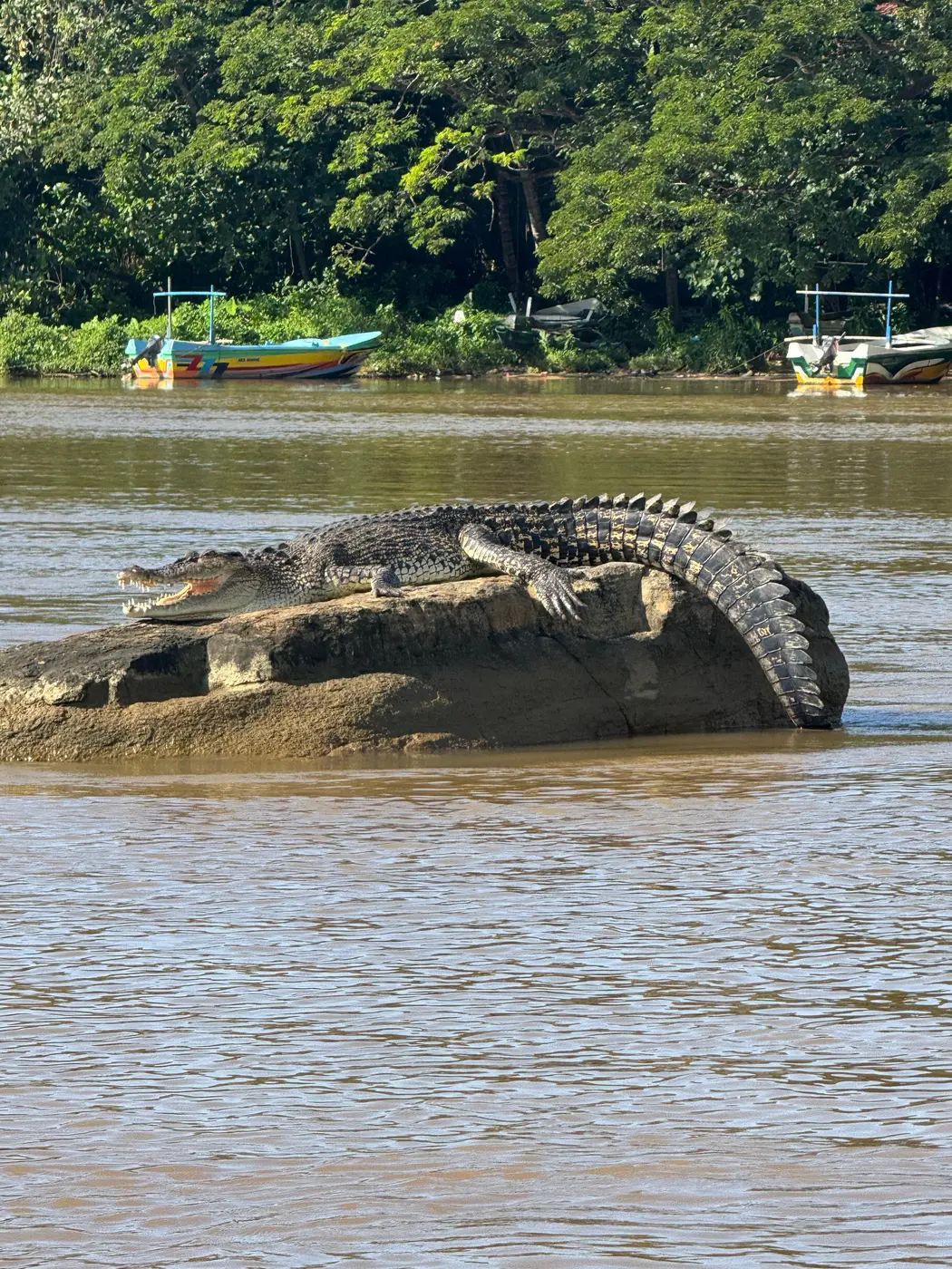 Crocodile basking on a mid-river rock with boats moored along the Nilwala bank