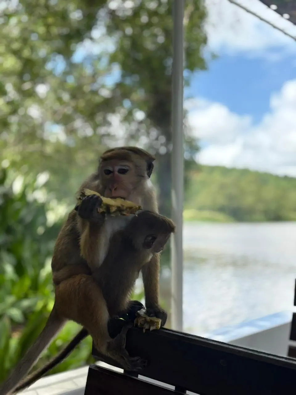 Two toque macaques perched on the boat rail overlooking the Nilwala River