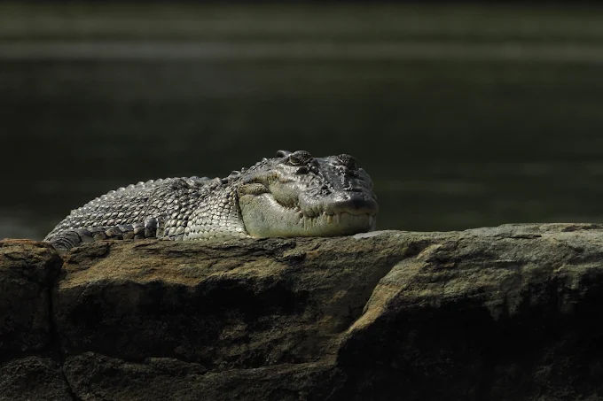 Cinematic close-up portrait of a crocodile on a rock in the Nilwala
