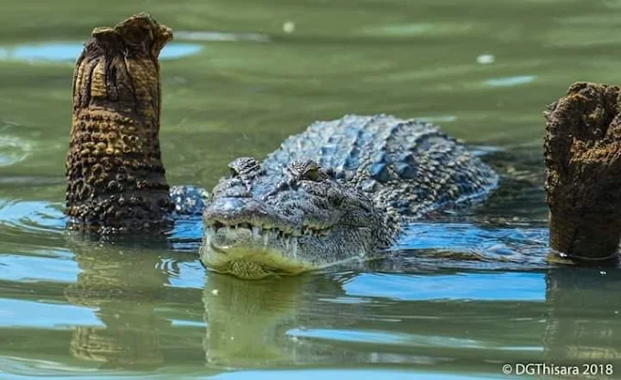 Large saltwater crocodile surfacing between mangrove stumps on the Nilwala