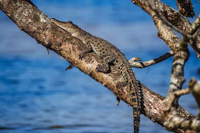 Young crocodile sunning on a fallen log over the Nilwala
