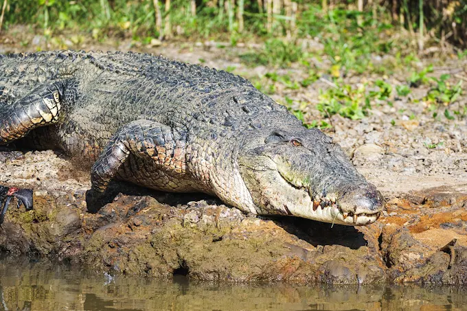 Large saltwater crocodile basking on the muddy bank of the Nilwala River