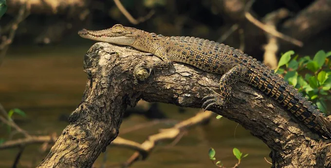 Juvenile saltwater crocodile sunning on a driftwood log over the Nilwala